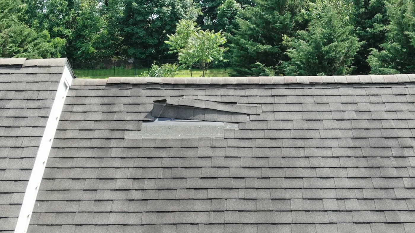 A detailed high-angle view of a residential roof showing several lifted shingles that have been torn and folded back by severe weather, exposing the underlying roofing deck and requiring immediate professional repair.
