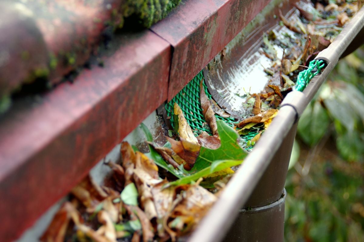 Gutter Drainage (How to Prevent Overflow & Water Damage)